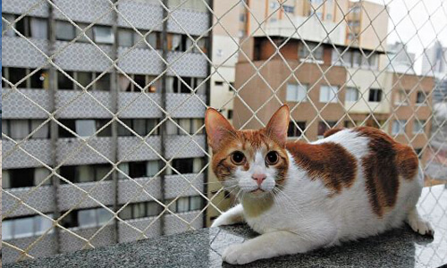 Telas para gatos na Vila Medeiros