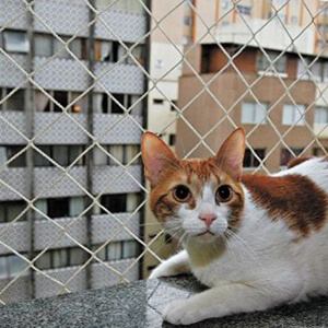 Telas para Gatos em Barueri